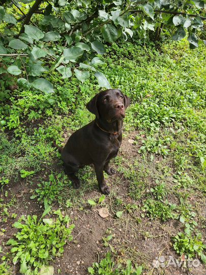 Собака шоколадный лабрадор