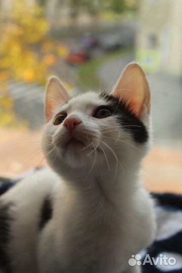 Котенок 2,5 месяца