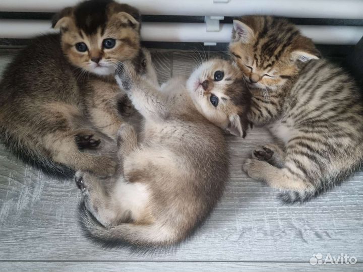 Шотландский котёнок