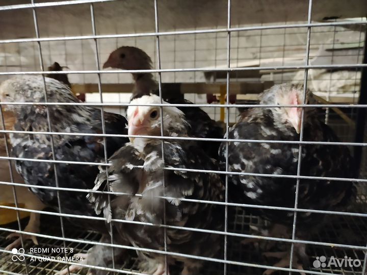 Продам петуха амрокс,петушки фавероля