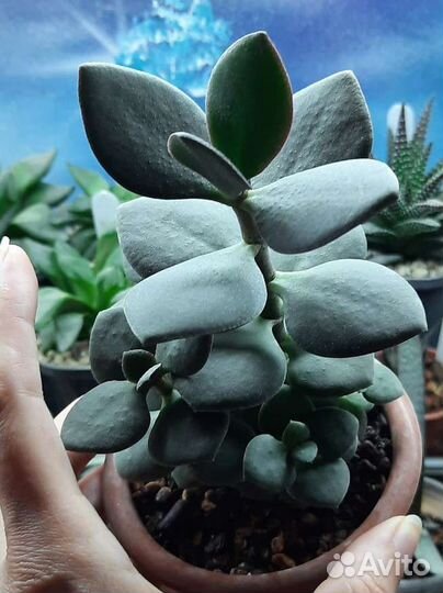 Крассула толстянка