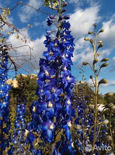 Семена дельфиниума