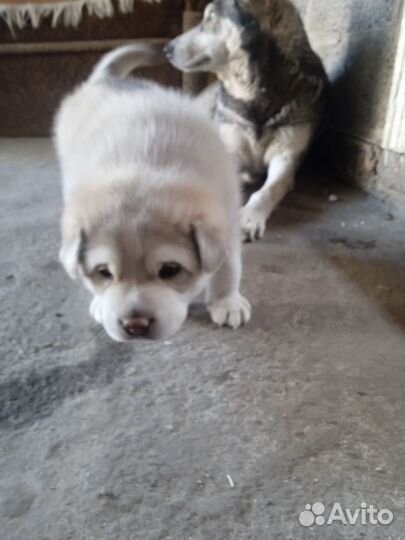 Щенок волчицы