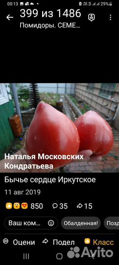 Рассада помидор