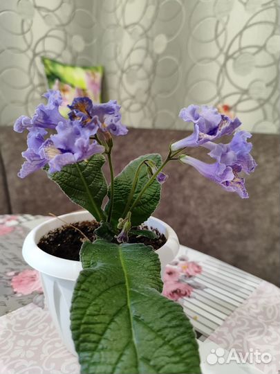 Цветущий стрептокарпус