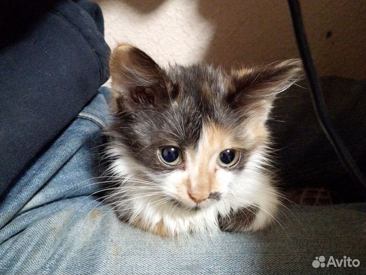 Кошка в дар бесплатно