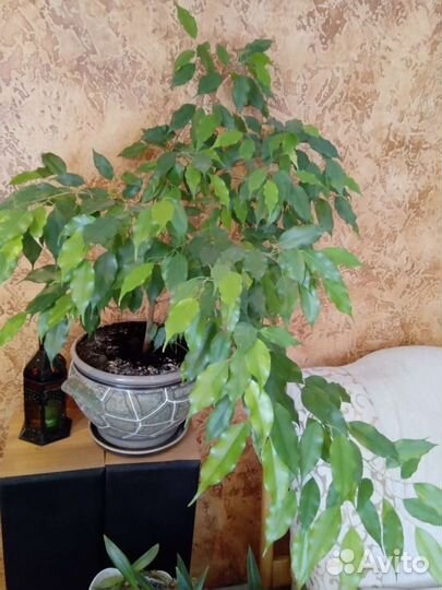 Бенджамина фикус, взрослое растение