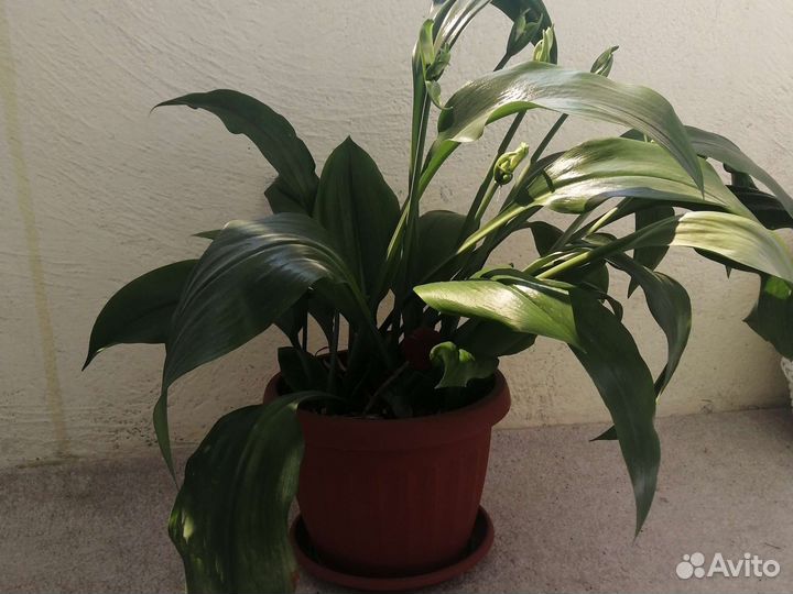 Комнатный цветок