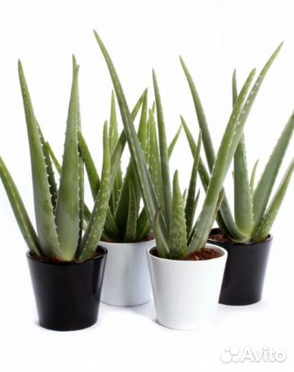 Алоэ вера, столетник