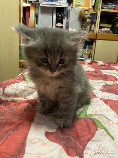 Милейшие котята смесь шотландки и британца