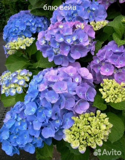 Гортензия крупнолистная