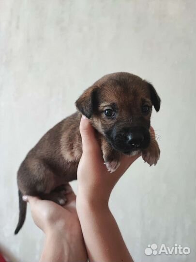 Щенок девочка в добрые руки