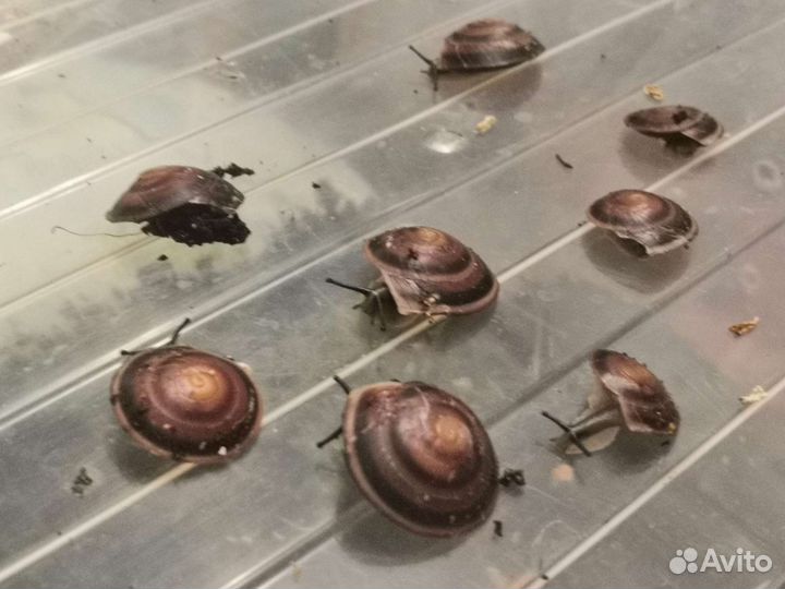 Улитки ахатины