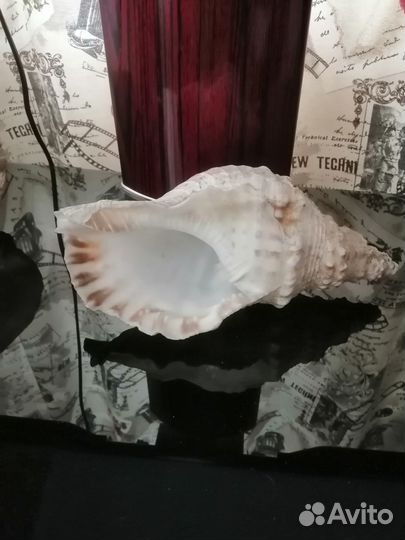 Морские раковины