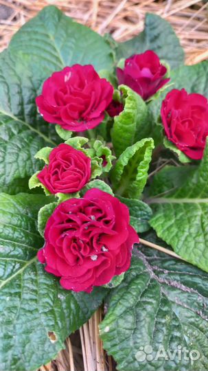 Примула махровая многолетняя серии Беларина