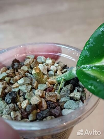 Хойя обовата вар,ан 049