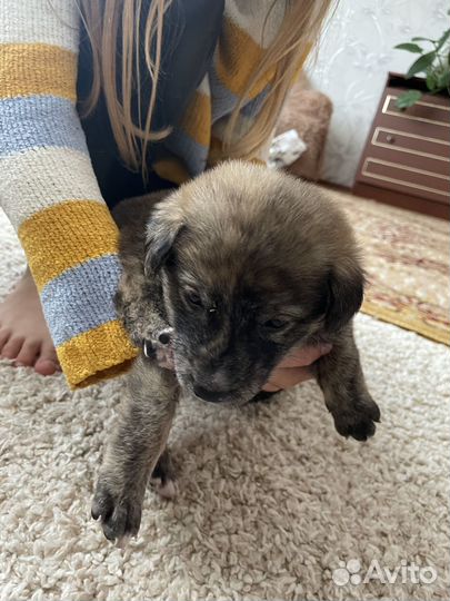 Щенок в добрые руки бесплатно мальчик