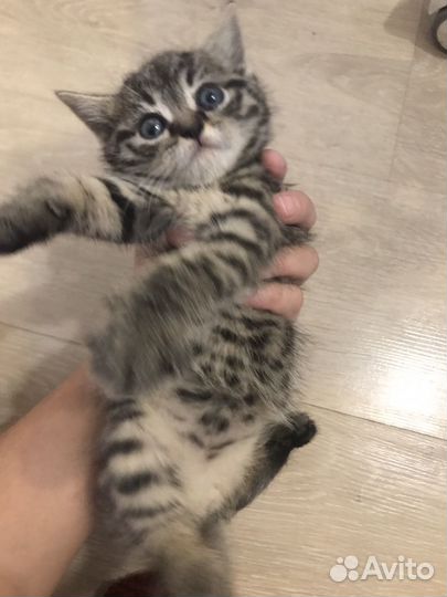 Кошка кот котенок