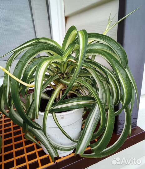 Хлорофитум кудрявый