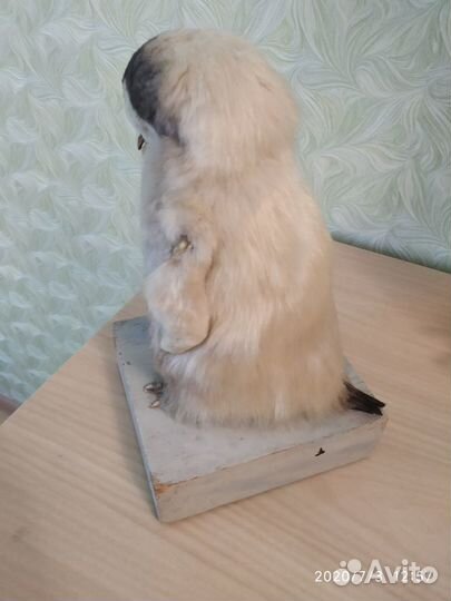 Чучело пингвина