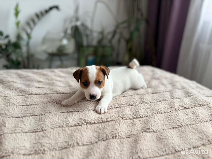 Щенки джек рассел терьер девочка