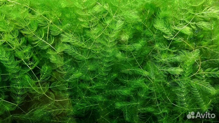 Аквариумные растения - 