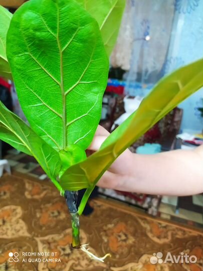 Фикус лирата лировидный