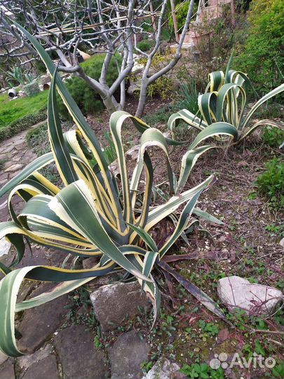 Агава, пальма цикас, новозеландский лен