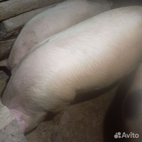 Хряк Ландрас+Дюрок