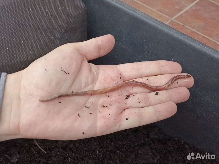 Черви Дендробена