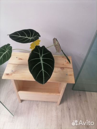 Клубни алоказий