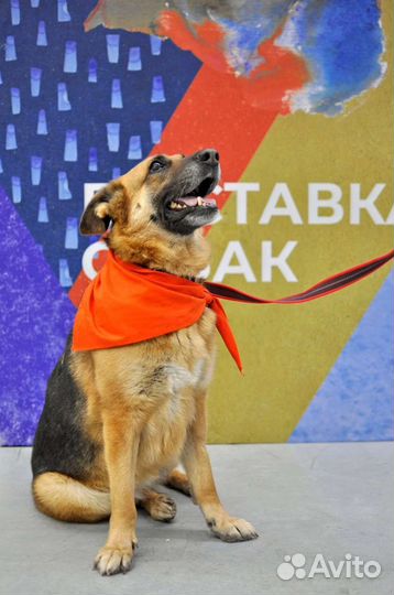 Немецкая овчарка