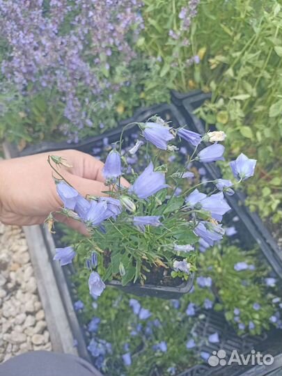 Колокольчик Джингл Блю