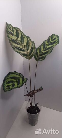 Калатеи, маранты, алоказии