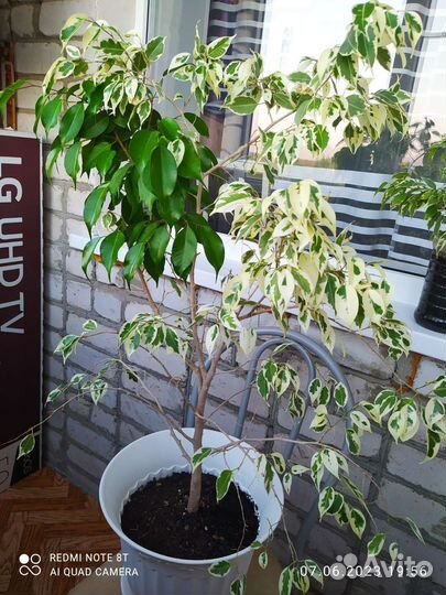 Фикус бенджамина