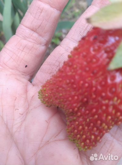 Рассада земклуники,Купчиха