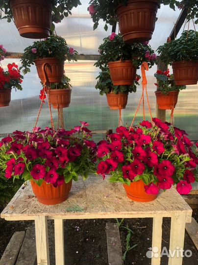 Кашпо подвесные из сурфиний