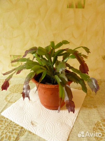 Продам цветы комнатные