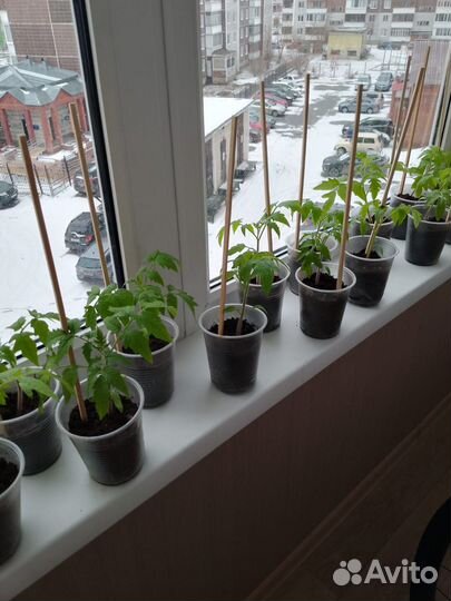 Рассада томатов