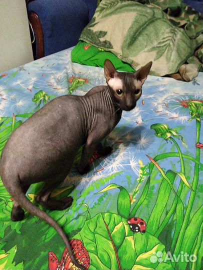 Сфинкс в добрые руки