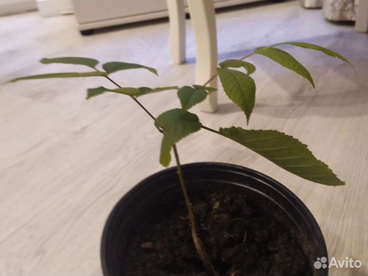 Маньчжурский орех