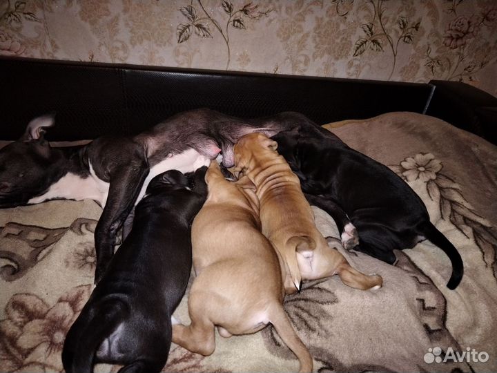 Щенки питбуля