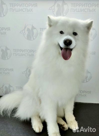 Стрижка кошек и собак