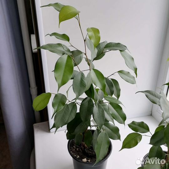 Фикус, сансевиерия, комнатные растения