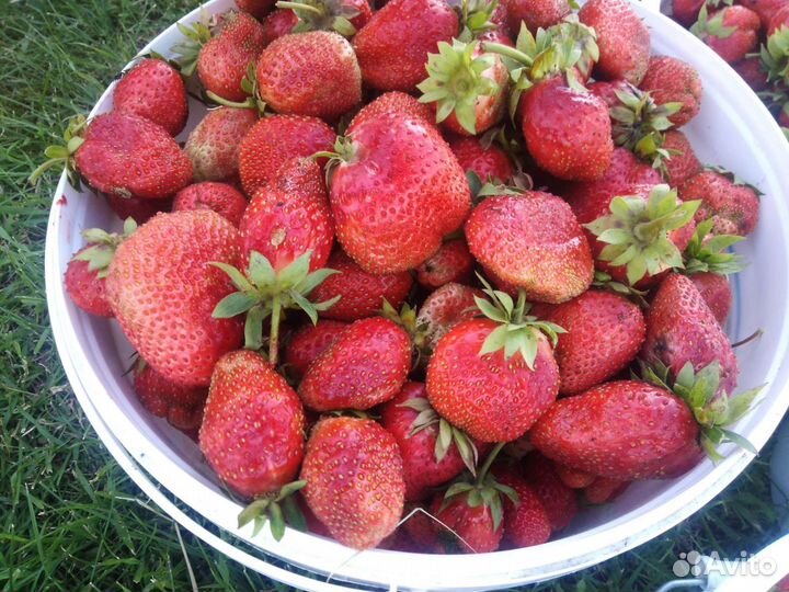 Рассада клубники