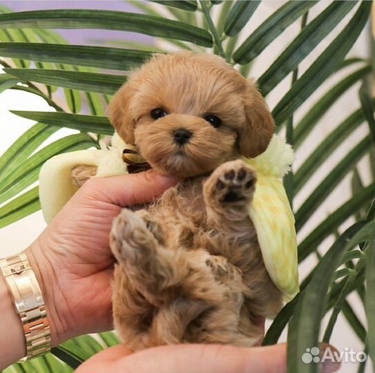 Мальтипу f1 мальчик и девочка