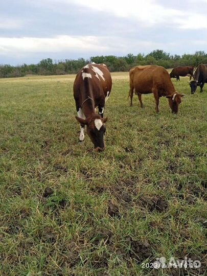Корова стельная дойная
