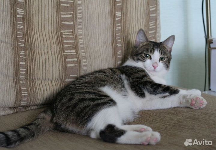 Котенок Машенька