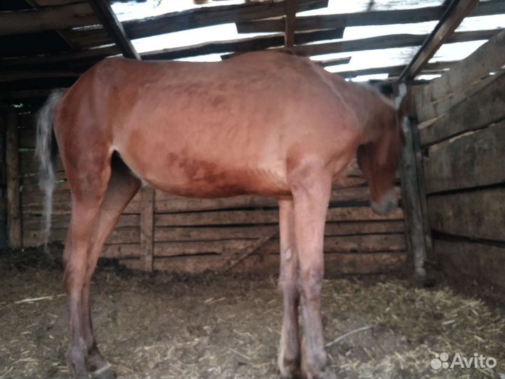 Продажа лошади