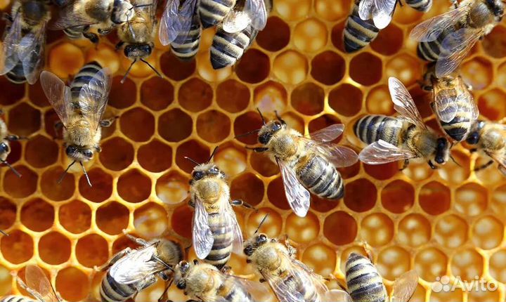 Продам пчелосемьи